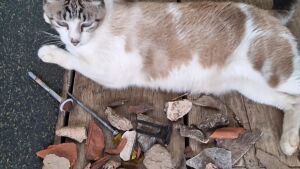 Gato presenteia tutora com objetos 'roubados' de construção e viraliza nas redes sociais
