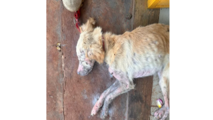 Jovem é presa por maus-tratos após cadela ser resgatada subnutrida e com ferimento 'cheio de larvas'