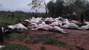 Raio mata 80 bois e dois cavalos em fazenda na fronteira com MS