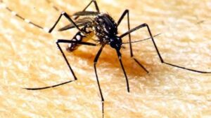 Brasil bate recorde de mortes por dengue neste ano
