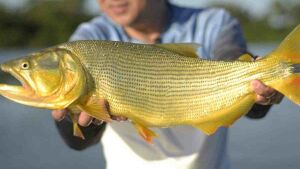 Pesca do Dourado pode ser proibida por cinco anos em Mato Grosso do Sul; entenda