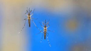 Número de óbitos por dengue quase dobrou no último ano em MS