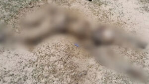 Integrante de comitiva é encontrado morto próximo de mula no Pantanal 