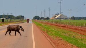 Perigo na pista: em 1 mês, 5 pessoas morrem nas rodovias de MS em acidentes envolvendo antas
