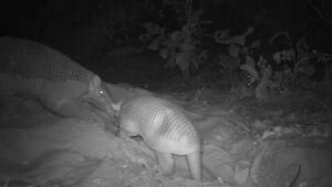 Maior tatu do mundo: Isabel dá à luz ao 4º filhote no Pantanal da Nhecolândia