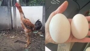 Conheça as galinhas gigantes de R$ 5 mil que produzem ovos de R$ 400 a dúzia 