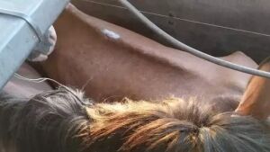 Operação em MS apreende 27 cavalos que iriam virar mortadela e salsicha