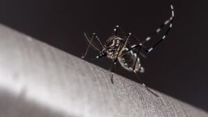 MS confirma 5° morte por dengue no ano; vítima é um bebê de 1 ano