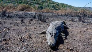 Desolação e animais mortos pelo fogo: a tragédia volta ao Pantanal
