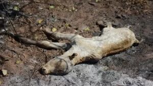 Alcinópolis - Imagens Fortes: Fogo queima 100% da maternidade do retiro da Fazenda Rio Pequeno