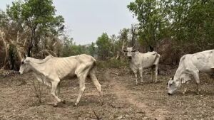 Senar-MS relata cenário desolador em visitas para apuração de prejuízo no Pantanal