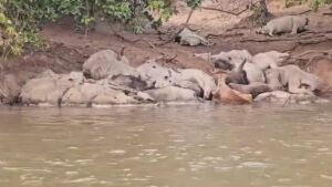 Pescadores encontram dezenas de bois mortos e atolados às margens do Rio Taquari no trecho entre os municípios de Coxim e Sonora