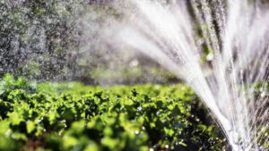 Calorão reflete em prejuízo de até 40% para produtores de hortaliças