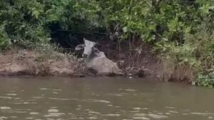 PMA e Iagro investigam se fazenda e gado encontrado morto foram abandonados em Coxim 