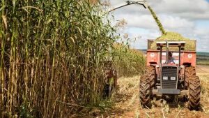 MS tem 14 municípios entre os 100 mais ricos do agronegócio do Brasil 