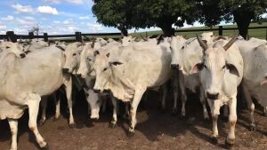 Homem tenta estuprar vaca, leva coice e morre em fazenda