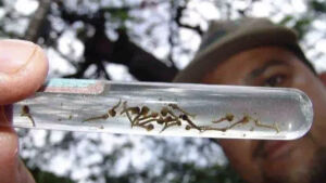Em um dia, Secretaria de Saúde confirma três mortes por Chikungunya em MS