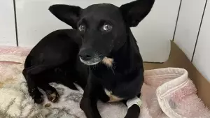 Homem é preso por praticar zoofilia com cadela e provocado a morte de outro cão em MS 