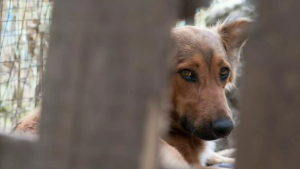 Polícia investiga morador que atraía cachorros para estuprar e matar em MS