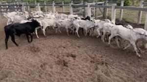 Capataz tenta jogar culpa em onça, mas é preso por furtar 42 bezerros encontrados em fazenda de Coxim