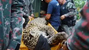 Pedaços de ossos e cabelos são encontrados em fezes de onça que atacou Jorginho