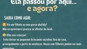 Cidade de MS orienta moradores a conviver com a presença de onças