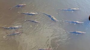 Decoada ressurge com força no Pantanal e começa a provocar morte de peixes