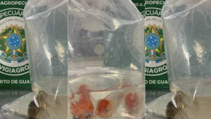 Homem é preso tentando entrar no Brasil com peixes ornamentais em mala
