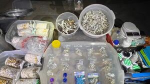 Homem é preso com laboratório caseiro e cultivo de 'cogumelos mágicos' em MS