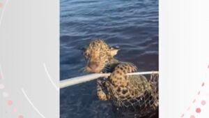 Pescador 'fisga' e ajuda filhote de onça a atravessar rio no Pantanal de MS 