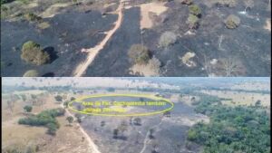 Ministério Público apura queimada sem autorização que devastou 78 hectares em Coxim 