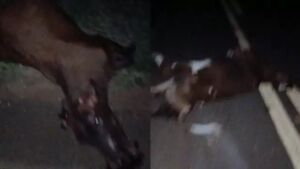 Bebê de 5 meses tem parada cardíaca e morre após acidente com vacas