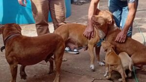 'Fiquei pasmo' diz tutor dos três cães pitbulls que atacaram amigo da família em MS
