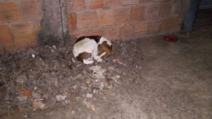 Idosa sofre ao ver doguinho encolhido de frio em calçada
