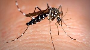 Brasil inaugura maior biofábrica do mundo de mosquitos 