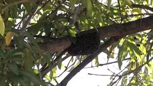 Trabalhador rural morre atacado por abelhas em plantação de laranjas em MS 