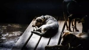 Crueldade: homem é preso após castrar cachorro com canivete em MS