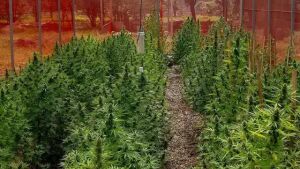Justiça autoriza associação de MS a cultivar e distribuir cannabis medicinal