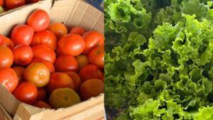 Ceasa: preço de tomate e alface-crespa apresenta queda e deixa salada mais em conta