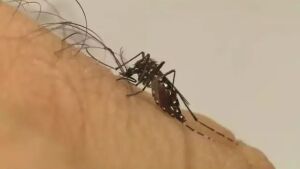 Com mais 4 vítimas, chikungunya chega a 16 mortes em MS