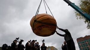 Abóbora gigante de quase 1 tonelada é erguida por guindaste em festival 