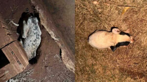 Cadela é encontrada morta e filhotes em situação de maus-tratos são resgatados em MS