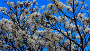 Primavera chegando: estação traz temperaturas altas a Mato Grosso do Sul