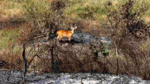 Monitoramento aponta redução de 79% nos incêndios no Cerrado e 98% no Pantanal em 2025