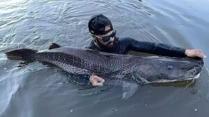 Pescador mergulha e trava luta de 40 minutos com pintado de 1,61 metro em rio de MS 