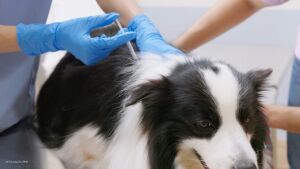 Sábado é Dia D de vacinação antirrábica em Coxim: leve seu pet