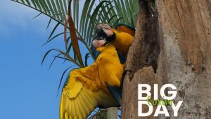 Coxim celebra o sucesso do Big Day com entusiasmo e riqueza de registros