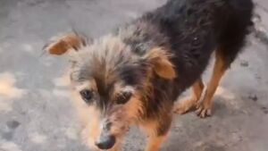 Cão é abusado sexualmente e submetido a eutanásia por intenso sofrimento em MS 