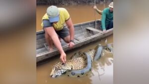 Sucuri mata onça? Vídeo de suposto ataque revolta internautas: 'Essa IA tá um nojo'