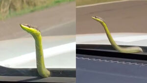 Cobra 'pega carona' em capô de ambulância e surpreende socorristas durante resgate em MS